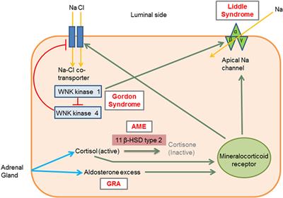 Genetic Programming of Hypertension